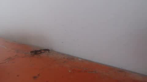 Alexamdergal online show from November 2025 12:21:01 AM