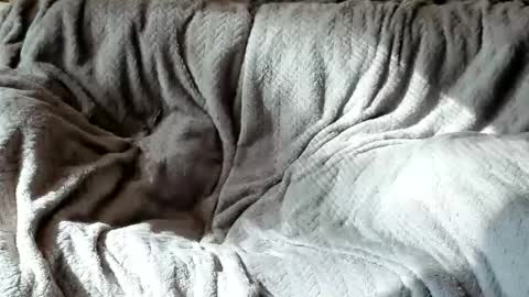 Snapshot of american_horny chatting on October 2025 05:42:01 PM Olive  Walter online show from October 2025 05:42:01 PM