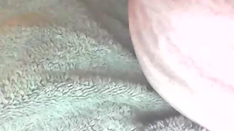 analhunter33 online show from February 2025 12:22:02 AM