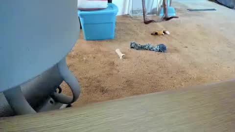 armalite16 online show from October 2025 01:32:01 PM