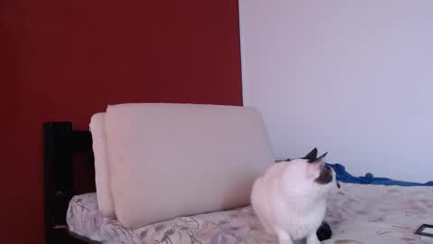 bayonette_black online show from September 2025 12:06:01 PM