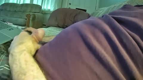 bcema2 online show from October 2025 03:30:02 PM