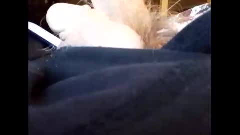 bjloversohard online show from January 2025 04:33:02 AM