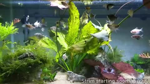 Booker Baxton online show from December 2024 04:09:02 AM