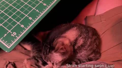 Booker Baxton online show from December 2025 04:08:01 AM