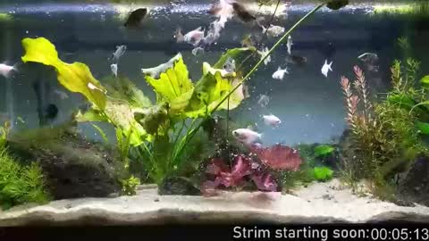 Booker Baxton online show from January 2026 04:06:02 AM