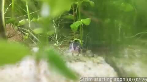 Booker Baxton online show from February 2026 04:09:01 AM