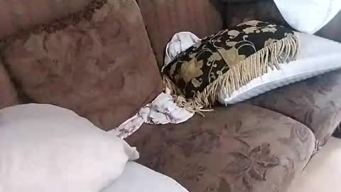 bxpapi69 online show from November 2025 06:40:01 PM