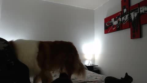 Snapshot of camila_bigcock_ts chatting on March 2025 11:16:01 AM camila online show from March 2025 11:16:01 AM