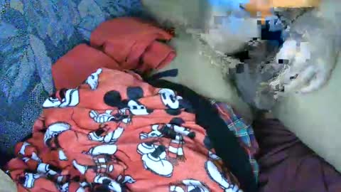 7777 online show from March 2025 06:15:02 AM