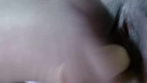 cattleya online show from December 2024 08:18:01 AM