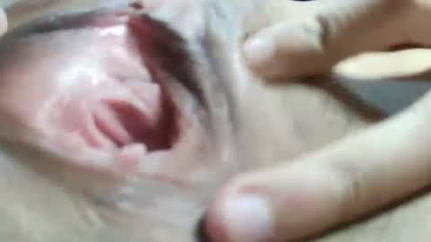 celestestephan online show from January 2025 06:24:02 AM