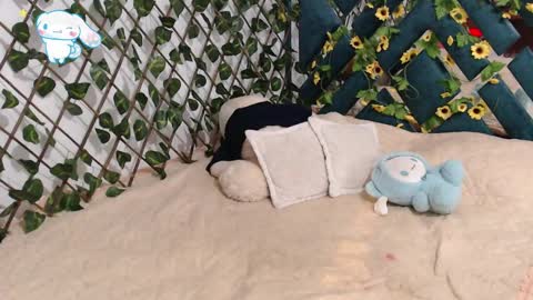 charly_evans60 online show from February 2025 12:14:01 AM