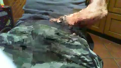 ciop1962 online show from December 2024 07:05:01 PM