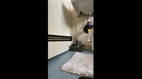 Snapshot of cocobluexo chatting on February 2025 11:51:02 PM Ayla Astra online show from February 2025 11:51:02 PM