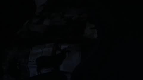 cooley77701 online show from February 2026 10:42:01 AM