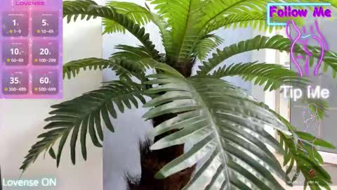 tattoodoll online show from November 2025 05:28:02 AM