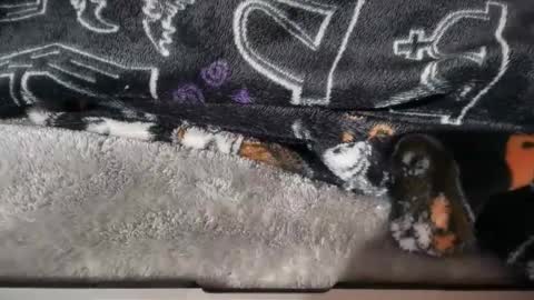 dabangaz4life online show from January 2026 08:41:01 AM