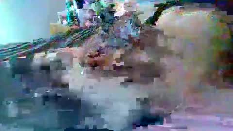 dafo1980 online show from February 2026 02:59:01 PM