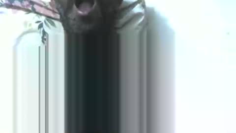 dick rus online show from January 2026 05:37:01 PM