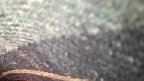 Snapshot of dino_7711 chatting on November 2025 01:39:02 AM dyno online show from November 2025 01:39:02 AM