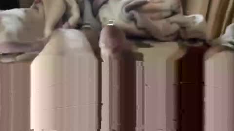 django_911 online show from January 2025 05:53:01 PM