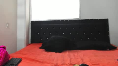 Snapshot of doll_celeste19 chatting on October 2025 07:11:01 PM C E L E S T E online show from October 2025 07:11:01 PM