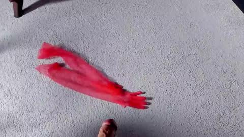 Dorothy Next stream on Monday at 3am-9am online show from March 2026 08:26:33 AM