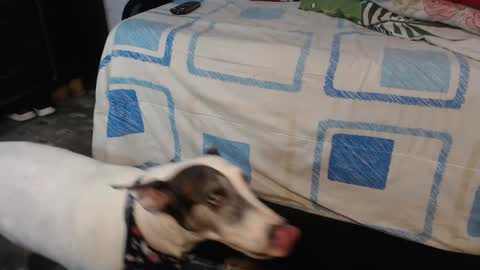 dreamreal online show from October 2025 02:10:01 AM