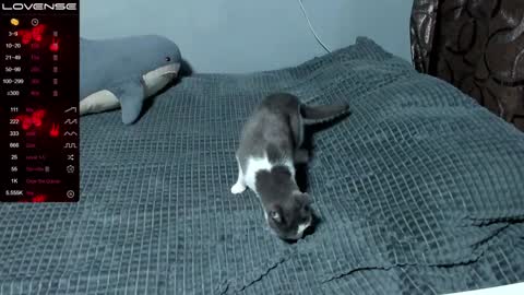 Eva online show from January 2025 01:56:01 PM