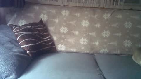 Jane and Findo online show from January 2025 08:24:02 AM