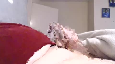 frankiel745 online show from December 2024 12:40:02 PM