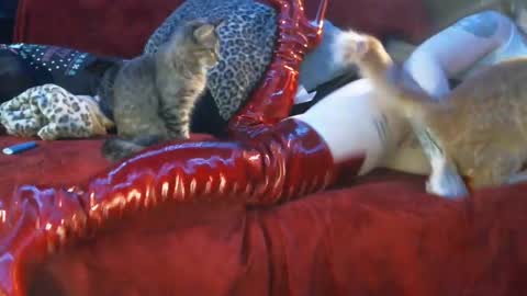 Snapshot of freakyspun101 chatting on January 2025 09:52:02 AM freakyspun101 online show from January 2025 09:52:02 AM