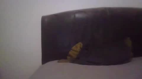 Snapshot of goodcock12345 chatting on February 2025 06:55:01 AM goodcock12345 online show from February 2025 06:55:01 AM