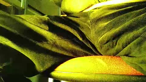 Snapshot of grapefruit chatting on November 2025 12:05:02 PM grapefruit online show from November 2025 12:05:02 PM