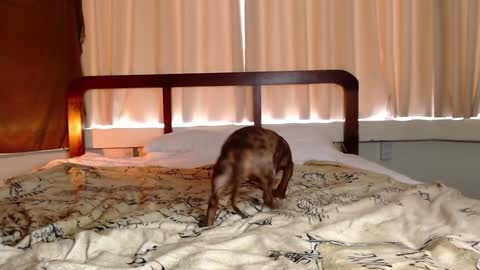 Gregblonde  Alextattoo online show from February 2025 01:02:02 AM