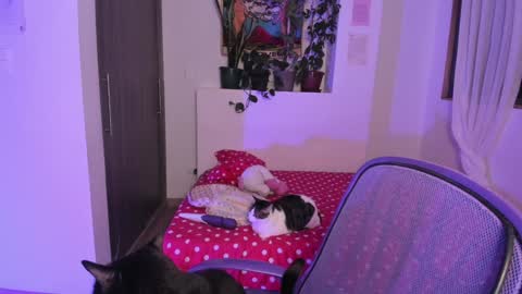 Lau online show from December 2024 06:10:02 AM