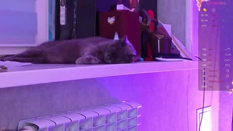 Aysi online show from March 2026 03:08:02 PM