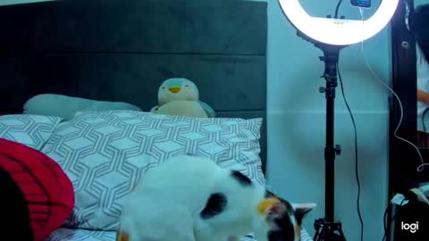 iam_your_fantasy online show from January 2026 01:11:01 AM