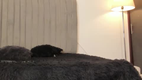 oleider dont forget your thumbs up online show from February 2026 05:14:01 PM