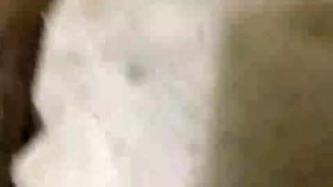 Jaaltar online show from January 2026 07:05:02 PM