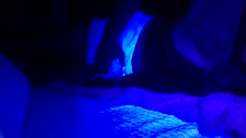 Jaysobricked online show from February 2025 06:35:01 AM