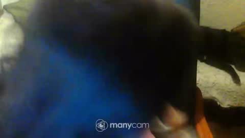 Snapshot of jessjess4you chatting on February 2025 11:47:02 PM jessjess4you online show from February 2025 11:47:02 PM