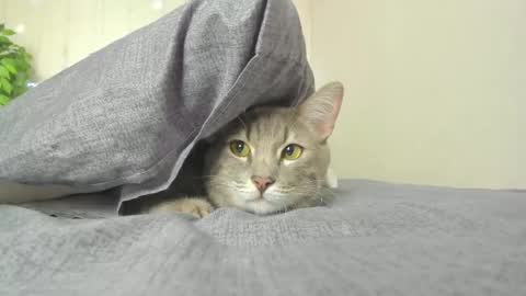 kelly_gerzikaaa online show from April 2026 09:39:01 AM