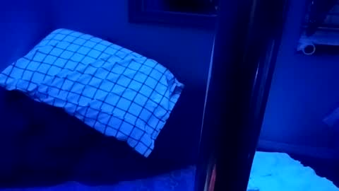 Snapshot of kikilovespartylights chatting on March 2026 07:19:02 AM kikilovespartylights online show from March 2026 07:19:02 AM