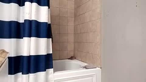 kingdongkonglong online show from January 2025 05:05:01 AM