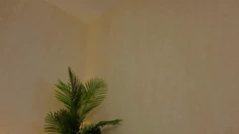 kirabesser online show from February 2026 10:15:02 AM