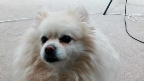 Lacey Phoenix online show from March 2025 03:11:01 AM