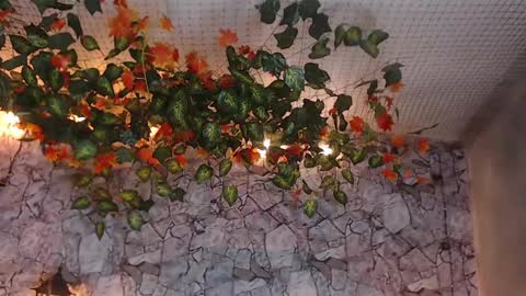 Lancelot Benwick online show from January 2025 01:38:02 AM