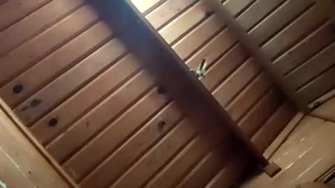 leskator9 online show from November 2025 05:10:02 AM